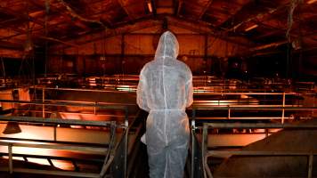 Investigator walks through farrowing shed - Captured at Whipstick Piggery, Bagshot North VIC Australia.