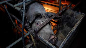 Sow in farrowing crate - Captured at Whipstick Piggery, Bagshot North VIC Australia.