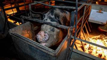 Sow in farrowing crate - Captured at Whipstick Piggery, Bagshot North VIC Australia.