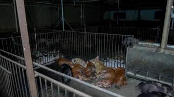 Pigs huddled together in filthy pen - Captured at Whipstick Piggery, Bagshot North VIC Australia.