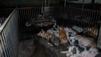 Pigs huddled together in filthy pen - Captured at Whipstick Piggery, Bagshot North VIC Australia.