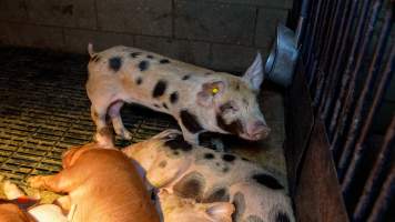 Weaner piglet in pen - Captured at Whipstick Piggery, Bagshot North VIC Australia.