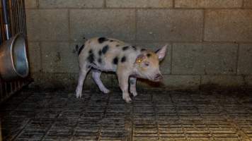 Weaner piglet in pen - Captured at Whipstick Piggery, Bagshot North VIC Australia.