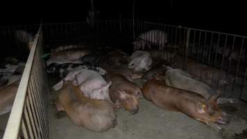 Finisher pigs in pen together - Captured at Whipstick Piggery, Bagshot North VIC Australia.