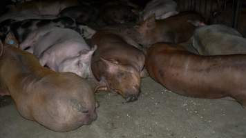 Finisher pigs in pen together - Captured at Whipstick Piggery, Bagshot North VIC Australia.