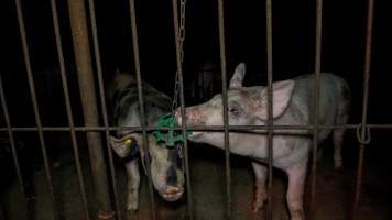 Pigs playing with metal toy on chain - Captured at Whipstick Piggery, Bagshot North VIC Australia.