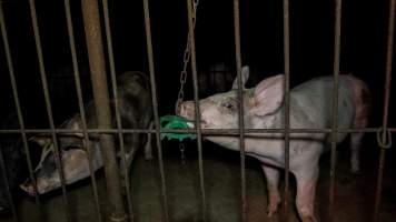 Pigs playing with metal toy on chain - Captured at Whipstick Piggery, Bagshot North VIC Australia.