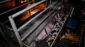 Piglets nursing from sow in farrowing crate - Captured at AJ & NM Carr Piggery, Bagshot North VIC Australia.