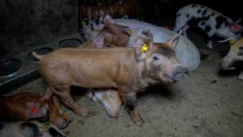 Young pig in a pen - Captured at AJ & NM Carr Piggery, Bagshot North VIC Australia.