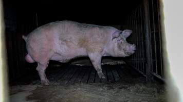 Captured at AJ & NM Carr Piggery, Bagshot North VIC Australia.