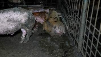 Captured at AJ & NM Carr Piggery, Bagshot North VIC Australia.