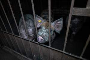 Grower pigs in pens - Captured at AJ & NM Carr Piggery, Bagshot North VIC Australia.