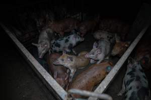 Grower pigs in pen - Captured at AJ & NM Carr Piggery, Bagshot North VIC Australia.