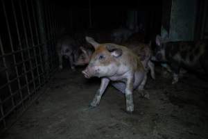 Grower pigs in pens - Captured at AJ & NM Carr Piggery, Bagshot North VIC Australia.