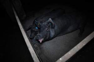 Boars in stalls - Captured at AJ & NM Carr Piggery, Bagshot North VIC Australia.