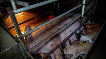 Piglets nursing from sow in farrowing crate - Captured at AJ & NM Carr Piggery, Bagshot North VIC Australia.