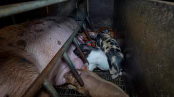 Piglets nursing from sow in farrowing crate - Captured at AJ & NM Carr Piggery, Bagshot North VIC Australia.