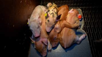 Piglets huddled together under heat lamp - Captured at AJ & NM Carr Piggery, Bagshot North VIC Australia.