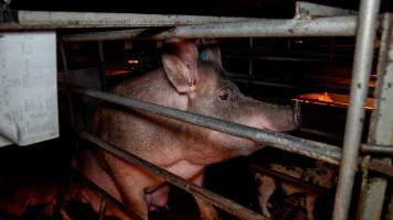 A mother sow looking through the bars of a farrowing crate - Captured at AJ & NM Carr Piggery, Bagshot North VIC Australia.