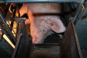 Captured at Hancock Piggery & Dairy, Leitchville VIC Australia.