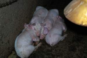 Captured at Hancock Piggery & Dairy, Leitchville VIC Australia.