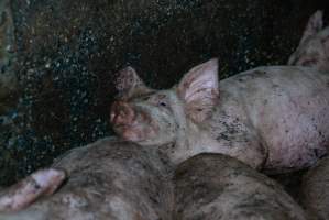 Captured at Hancock Piggery & Dairy, Leitchville VIC Australia.