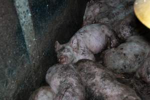 Captured at Hancock Piggery & Dairy, Leitchville VIC Australia.