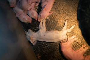 Captured at Hancock Piggery & Dairy, Leitchville VIC Australia.