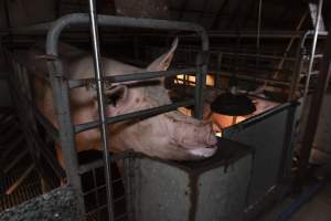 Captured at Hancock Piggery & Dairy, Leitchville VIC Australia.