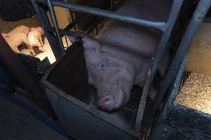 Captured at Hancock Piggery & Dairy, Leitchville VIC Australia.