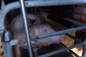 Captured at Hancock Piggery & Dairy, Leitchville VIC Australia.