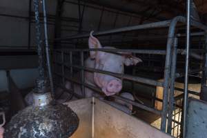 Captured at Hancock Piggery & Dairy, Leitchville VIC Australia.