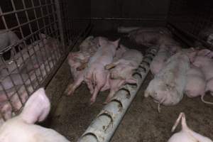 Captured at Hancock Piggery & Dairy, Leitchville VIC Australia.