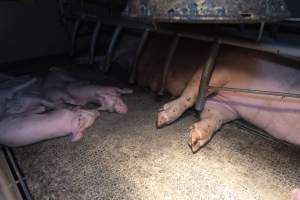 Captured at Hancock Piggery & Dairy, Leitchville VIC Australia.