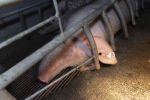 Captured at Hancock Piggery & Dairy, Leitchville VIC Australia.