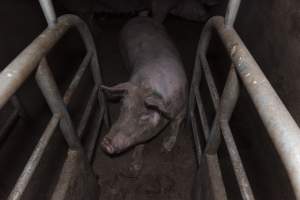 Captured at Hancock Piggery & Dairy, Leitchville VIC Australia.