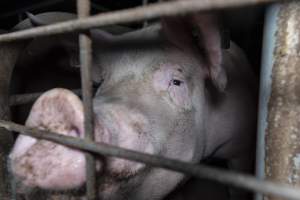 Captured at Hancock Piggery & Dairy, Leitchville VIC Australia.