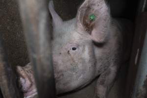 Captured at Hancock Piggery & Dairy, Leitchville VIC Australia.