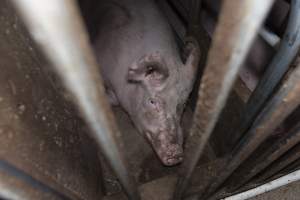 Captured at Hancock Piggery & Dairy, Leitchville VIC Australia.