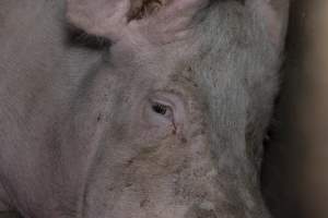 Captured at Hancock Piggery & Dairy, Leitchville VIC Australia.