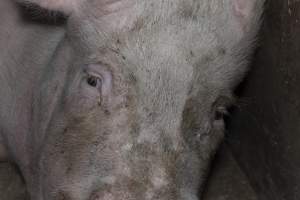 Captured at Hancock Piggery & Dairy, Leitchville VIC Australia.