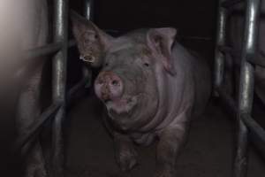 Captured at Hancock Piggery & Dairy, Leitchville VIC Australia.