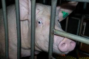 Captured at Macorna Piggery, Leitchville VIC Australia.