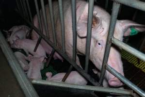 Captured at Macorna Piggery, Leitchville VIC Australia.