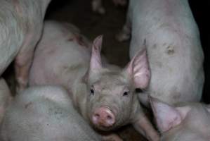 Captured at Macorna Piggery, Leitchville VIC Australia.