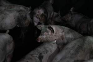 Captured at Macorna Piggery, Leitchville VIC Australia.