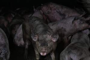 Captured at Macorna Piggery, Leitchville VIC Australia.