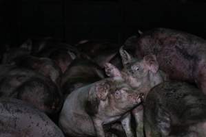 Captured at Macorna Piggery, Leitchville VIC Australia.