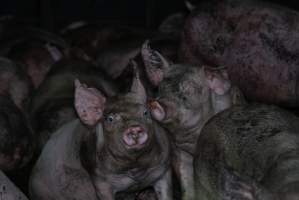 Captured at Macorna Piggery, Leitchville VIC Australia.