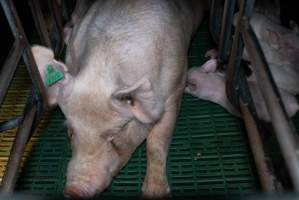 Captured at Macorna Piggery, Leitchville VIC Australia.